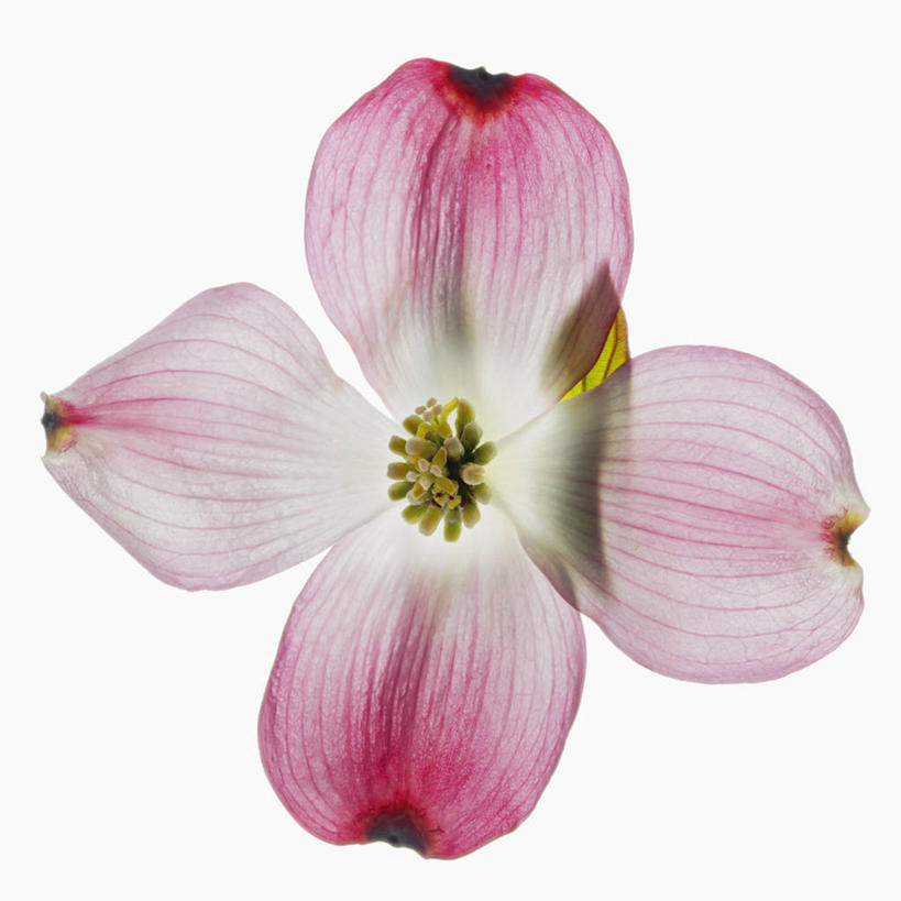 无人,方图,白色背景,时尚,美景,盛开,科学,景观,花蕾,花,花瓣,花朵,鲜花,自然,花苞,花蕊,景色,摄影,影棚,生物学,自然风光,摄影棚,山茱萸,山萸肉,山芋肉,蜀酸枣,天木籽,药枣,萸肉,枣皮,彩图,影棚拍摄,拍摄