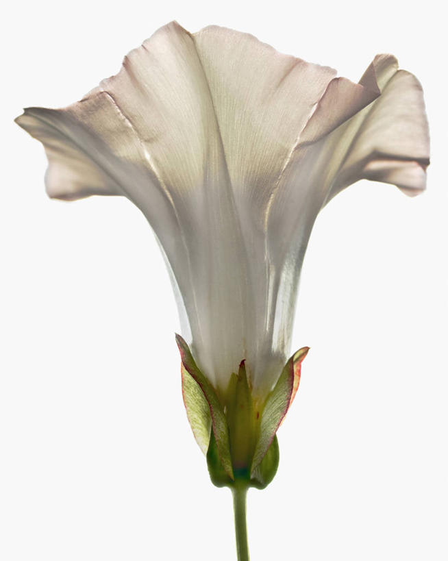 无人,竖图,白色背景,美景,喇叭花,科学,景观,茎,花,花瓣,一个,白色,自然,景色,摄影,影棚,单个,生物学,自然风光,摄影棚,牵牛花,彩图,影棚拍摄,拍摄,打破碗花,打碗花,篱打碗,篱打碗花,篱天剑,旋花