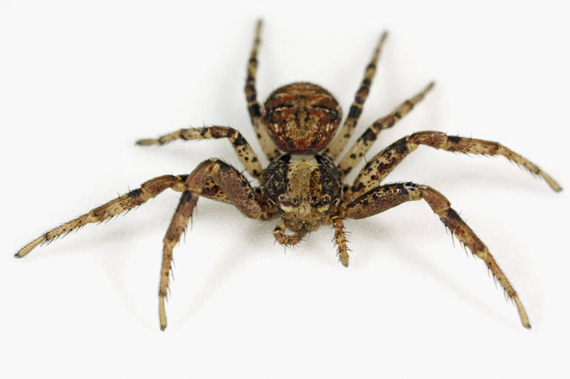 无人,横图,特写,白色背景,正面,野生动物,科学,捕食,蜘蛛,动物,摄影,生物学,蟹蛛,彩图,动物学