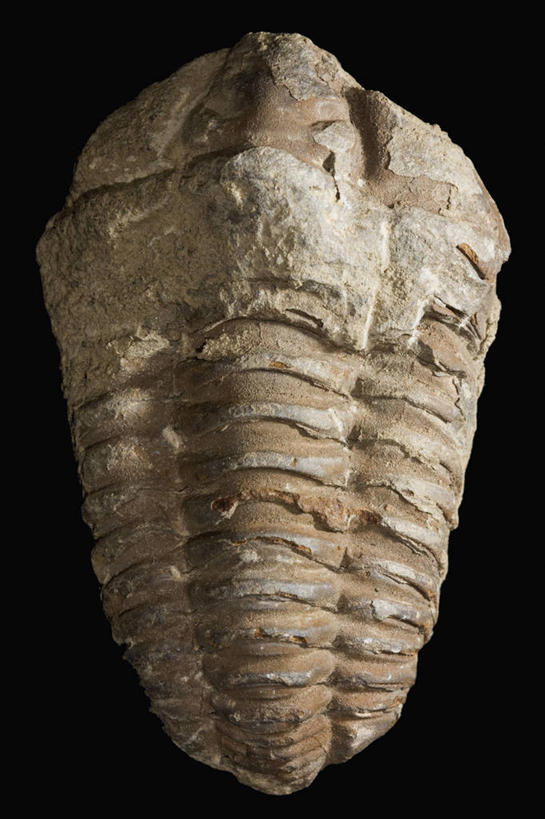 无人,竖图,黑色背景,科学,化石,三叶虫,一个,动物,摄影,影棚,单个,摄影棚,节肢动物,彩图,影棚拍摄,拍摄,古生物学