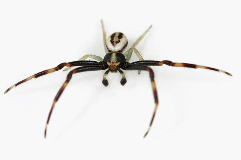 无人,横图,特写,白色背景,正面,野生动物,科学,捕食,蜘蛛,动物,摄影,影棚,生物学,摄影棚,节肢动物,蟹蛛,彩图,影棚拍摄,拍摄,动物学