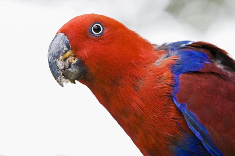 无人,横图,野生动物,鹦鹉,巴布亚新几内亚,鸟类,红色,动物,摄影,大洋洲,彩图,动物学