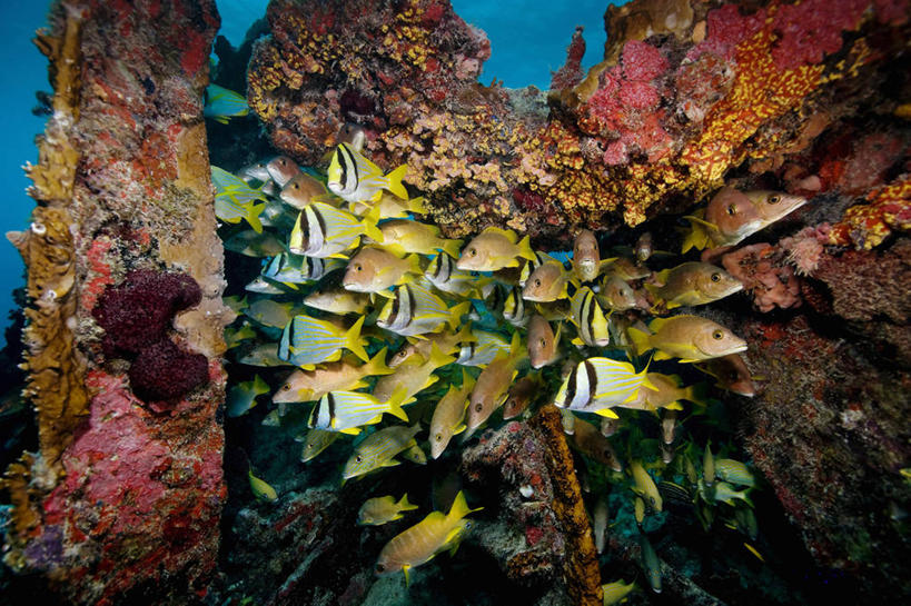 无人,横图,水下,海洋,热带鱼,野生动物,美国,一群,许多,鱼群,很多,鱼类,自然,动物,大西洋,摄影,保护,北美,北美洲,美洲,咸水鱼,佛罗里达,佛罗里达州,佛州,阳光州,海难,北亚美利加洲,亚美利加洲,石鲈,失事,彩图,美利坚合众国