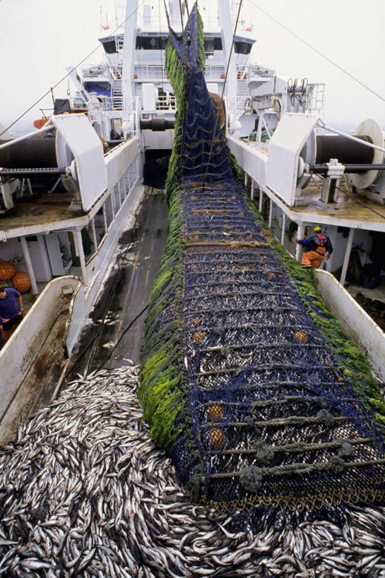 两个人,竖图,渔业,船,美国,工业,摄影,鱼网,黄线狭鳕,冒险,危险,海产,彩图