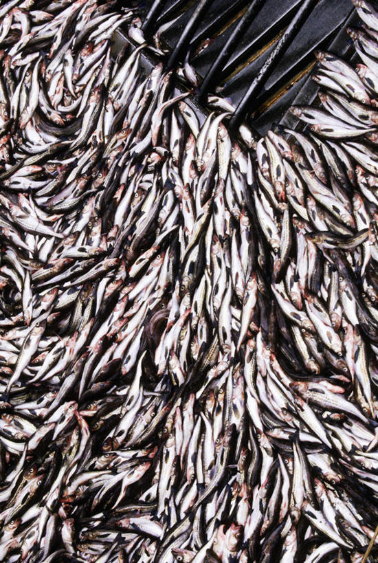 无人,竖图,渔业,美国,一群,许多,食品,很多,动物,工业,摄影,黄线狭鳕,海产,彩图