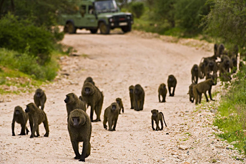 无人,横图,旅游,路,越野车,汽车,野生动物,肯尼亚,士兵,行人,游客,游人,狒狒,路人,旅客,车,自然,动物,交通工具,摄影,生物学,载具,吉普车,灵长目,过客,步行,彩图,旅行,路虎,动物行为,动物学