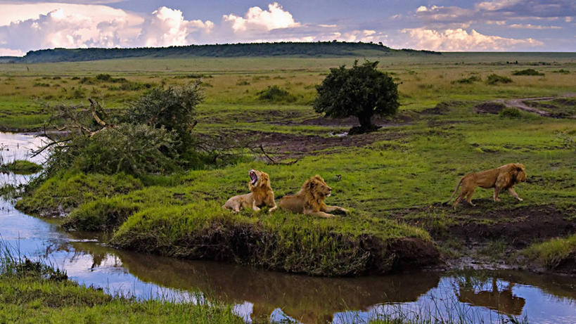 无人,公园,横图,室外,野生动物,狮子,非洲,肯尼亚,咆哮,狮群,捕食,小溪,自然,动物,打哈欠,摄影,生物学,国家公园,阿非利加洲,肯尼亚共和国,马赛马拉国家公园,彩图,马赛马拉,马赛马拉国家保护区,马赛马拉国家野生动物保护区,动物学