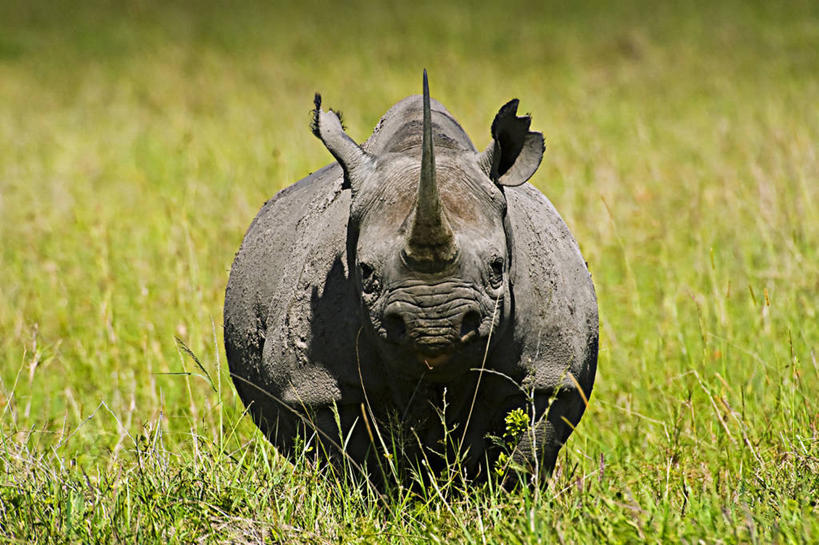 无人,公园,横图,正面,野生动物,非洲,肯尼亚,自然,动物,平原,摄影,生物学,国家公园,阿非利加洲,白犀牛,肯尼亚共和国,马赛马拉国家公园,犀牛,彩图,马赛马拉,马赛马拉国家保护区,马赛马拉国家野生动物保护区,动物学