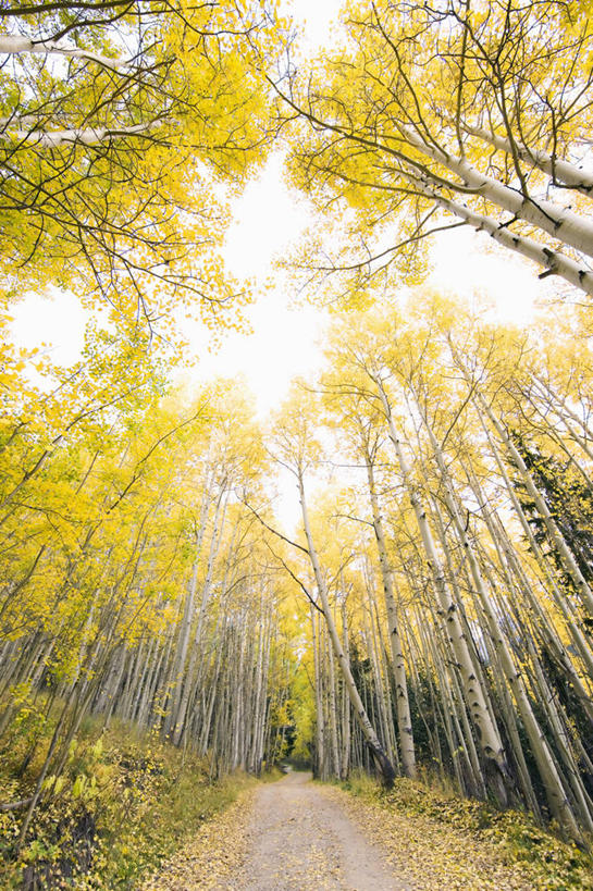 无人,竖图,室外,仰视,度假,旅途,路,美国,黄色,摄影,生活方式,梦想,美洲白杨,科罗拉多州,洛矶山脉,圣胡安山脉,秋天,休闲活动,彩图,低角度拍摄