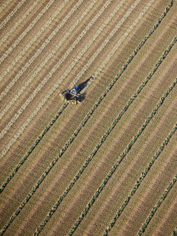 无人,农场,竖图,俯视,航拍,室外,农业,农作物,美国,泥土,田地,褐色,干草,饮食,绿色,摄影,收获,北美,北美洲,鸟瞰,加利福尼亚,拖拉机,美洲,紫花苜蓿,加州,加利福尼亚州,金州,黄金州,萨克拉门托,北亚美利加洲,亚美利加洲,进展,萨克拉门托县,彩图,高角度拍摄,县治,美利坚合众国,沙加缅度