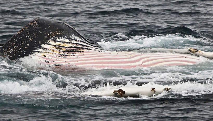 无人,吃,横图,海洋,哺乳动物,野生动物,宏伟,自然,动物,摄影,鲸,巨大,庞大,南极洲,南极半岛,驼背鲸,宏大,硕大,伟大,杰拉许海峡,喂养,濒危物种,彩图