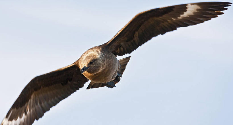 无人,横图,全景,特写,正面,运动模糊,野生动物,鸟类,飞,自然,动物,摄影,南极洲,贼鸥,南极半岛,彩图