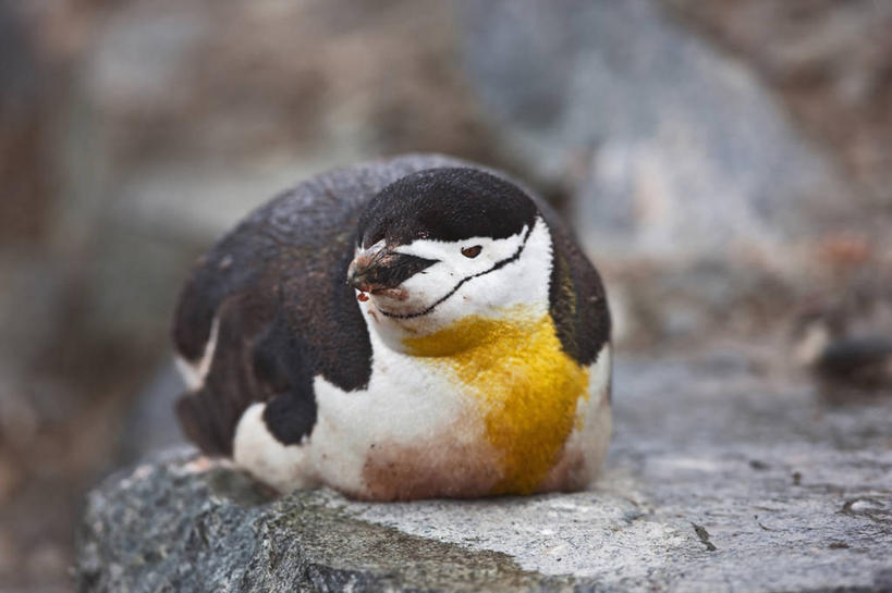 无人,横图,企鹅,野生动物,鸟类,自然,动物,可爱,摄影,肮脏,活泼,帽带企鹅,南极洲,邋遢,龌龊,污秽,胡须企鹅,颊带企鹅,彩图