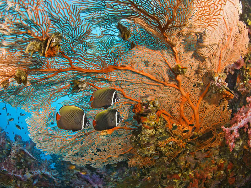 无人,横图,鱼眼镜头,野生动物,泰国,三只,珊瑚,普吉岛,海洋生物,无脊椎动物,动物,摄影,腔肠动物,柳珊瑚,软珊瑚,安达曼海,珊瑚虫,石帆,海团扇,红尾蝴蝶鱼,暗礁,彩图,生态多样性