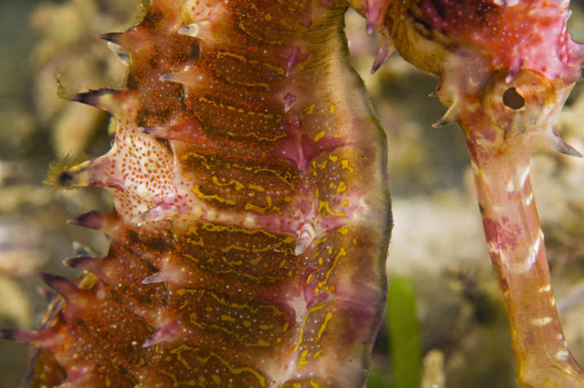 无人,横图,特写,侧面,岛屿,野生动物,菲律宾,亚洲,岛,动物,摄影,东南亚,脆弱,菲律宾共和国,菲律宾群岛,濒危物种,民都洛岛,列岛,群岛,诸岛,彩图