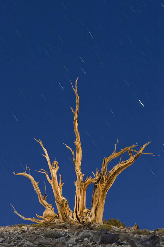 无人,竖图,夜晚,美景,美国,科学,景观,枝,年轮,树,自然,景色,摄影,生长,宁静,北美,北美洲,加利福尼亚,自然风光,美洲,改变,梦想,加州,加利福尼亚州,金州,黄金州,北亚美利加洲,亚美利加洲,永远,嫩枝,狐尾松,莫诺县,彩图,美利坚合众国,延时摄影