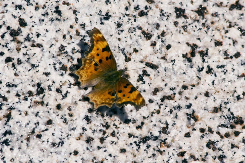 无人,横图,俯视,室外,特写,野生动物,蝴蝶,美国,自然,动物,摄影,花岗岩,蛱蝶,生物学,北美,北美洲,美洲,华盛顿州,卡斯基德山脉,北亚美利加洲,亚美利加洲,岩石,彩图,高角度拍摄,美利坚合众国