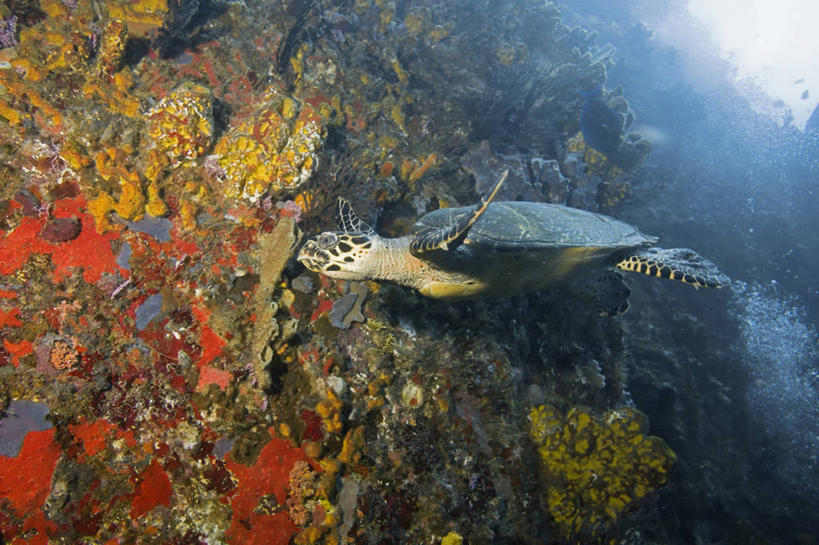 无人,横图,侧面,水下,海洋,野生动物,加勒比海,科学,珊瑚,自然,动物,摄影,玳瑁,生物学,绿蠵龟,濒危物种,暗礁,海龟,彩图,动物学,生态多样性