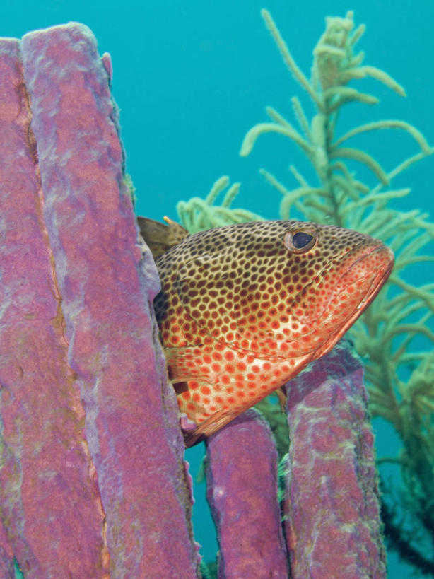 无人,竖图,侧面,水下,海洋,野生动物,加勒比海,科学,海绵,珊瑚,鱼类,自然,动物,摄影,生物学,暗礁,彩图,动物学,生态多样性