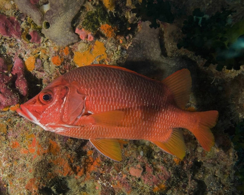 无人,横图,侧面,水下,海洋,野生动物,巴布亚新几内亚,科学,鱼类,自然,动物,摄影,生物学,彩图,动物学