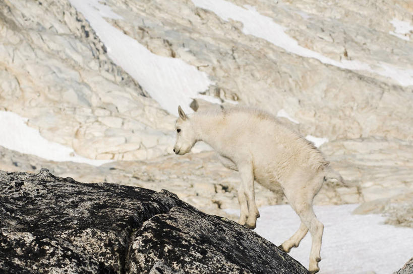 无人,攀登,横图,室外,侧面,野生动物,羊,美国,苔藓,巨石,自然,动物,可爱,摄影,活泼,生物学,北美,北美洲,美洲,华盛顿州,卡斯基德山脉,北亚美利加洲,亚美利加洲,野生白山羊,岩石,山羊,彩图,美利坚合众国