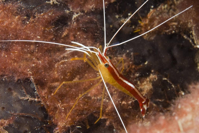 无人,横图,侧面,水下,海洋,野生动物,巴布亚新几内亚,科学,珊瑚,虾,自然,动物,摄影,生物学,清洁虾,暗礁,彩图,动物学