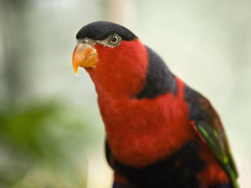 无人,横图,侧面,野生动物,鹦鹉,巴布亚新几内亚,鸟类,红色,自然,动物,摄影,彩图,动物学