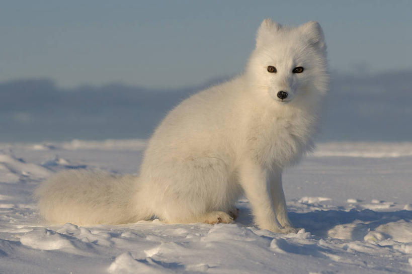 无人,坐,横图,室外,正面,侧面,雪,全球变暖,哺乳动物,狐狸,野生动物,美国,捕食,白色,自然,动物,浮冰,摄影,生物学,北极狐,彩图