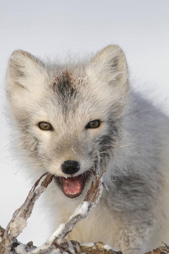 无人,吃,竖图,特写,正面,全球变暖,哺乳动物,狐狸,野生动物,美国,捕食,肉,自然,动物,摄影,生物学,北极狐,喂养,彩图