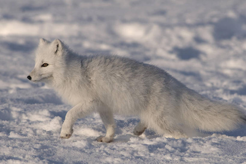 无人,横图,室外,侧面,雪,全球变暖,哺乳动物,狐狸,野生动物,美国,捕食,白色,自然,动物,浮冰,摄影,生物学,北极狐,步行,彩图,波弗特海