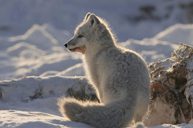 无人,横图,室外,侧面,全球变暖,哺乳动物,狐狸,野生动物,美国,捕食,白色,自然,动物,摄影,生物学,北极狐,北极露脊鲸,彩图