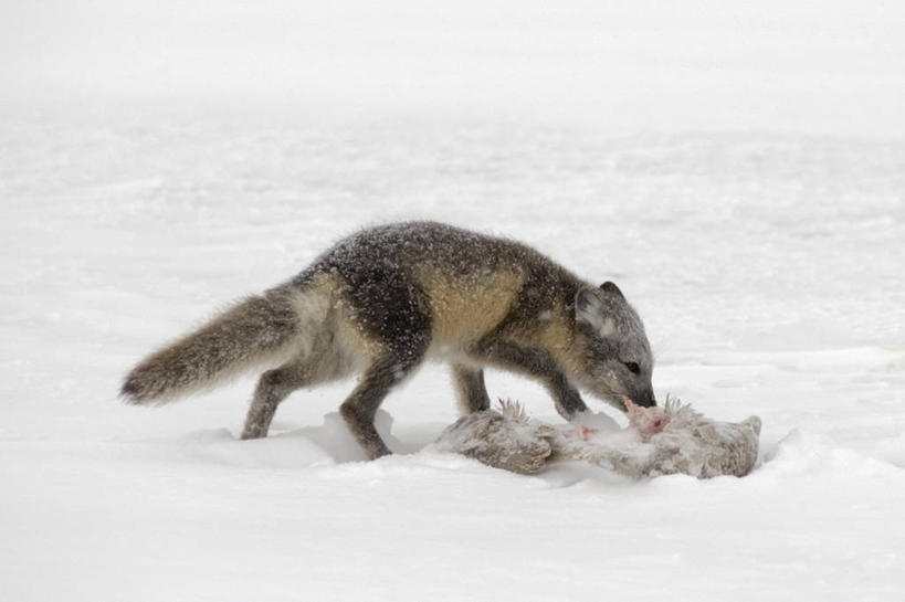 无人,吃,横图,室外,侧面,雪,全球变暖,哺乳动物,海鸥,狐狸,野生动物,美国,捕食,自然,动物,摄影,北极狐,彩图