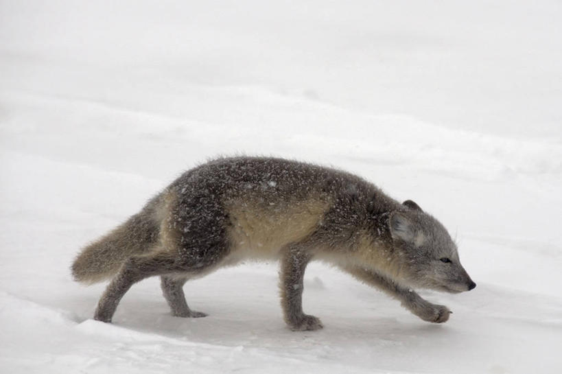 无人,横图,室外,侧面,雪,风,全球变暖,狐狸,野生动物,美国,捕食,自然,动物,摄影,生物学,北极狐,彩图