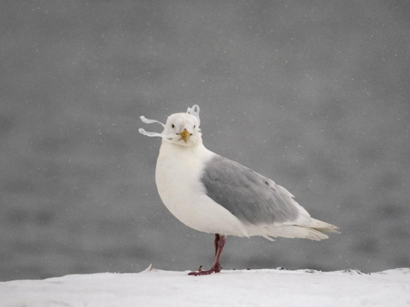 无人,横图,室外,侧面,雪,海鸟,海鸥,鸟,野生动物,羽毛,美国,鸟类,垃圾,动物,摄影,环境,污染,生物学,彩图,水污染,波弗特海