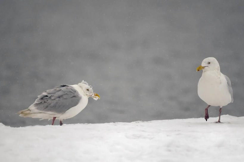 无人,横图,室外,侧面,雪,海鸟,海鸥,鸟,野生动物,羽毛,美国,鸟类,垃圾,动物,两只,摄影,环境,污染,生物学,彩图,水污染,波弗特海