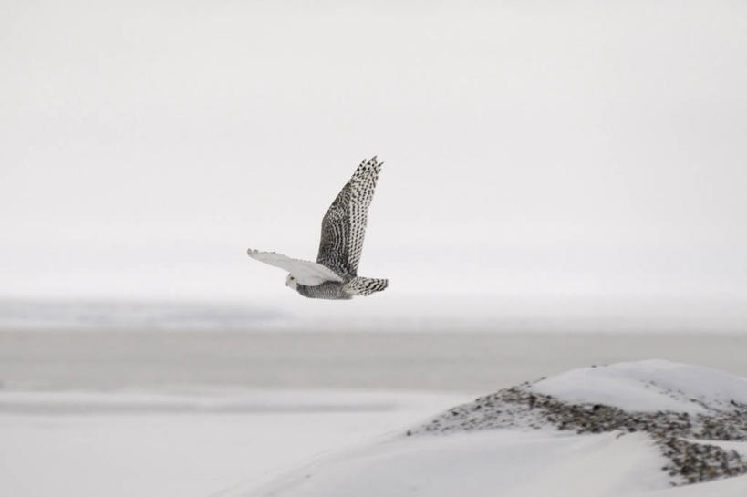 无人,横图,室外,雪,全球变暖,猫头鹰,野生动物,美国,鸟类,捕食,飞,自然,动物,摄影,环境,生物学,雪枭,彩图,波弗特海