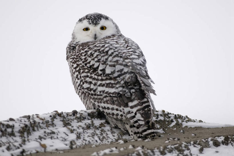 无人,横图,室外,雪,全球变暖,猫头鹰,野生动物,羽毛,美国,鸟类,捕食,自然,动物,摄影,环境,生物学,雪枭,彩图,波弗特海