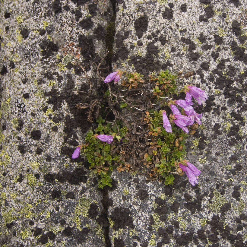 无人,方图,室外,华盛顿,美国,野花,花,自然,摄影,北美,北美洲,美洲,华盛顿州,卡斯基德山脉,常绿之州,常青州,北亚美利加洲,亚美利加洲,彩图,美利坚合众国