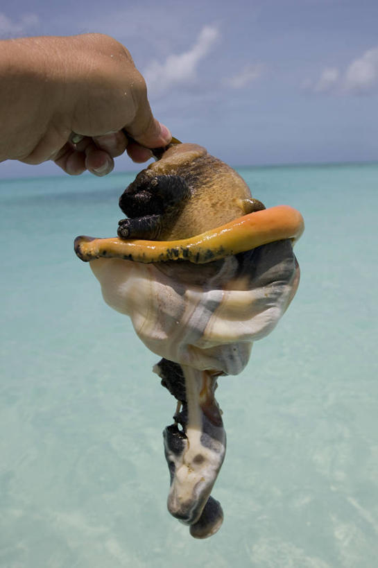 西方人,一个人,竖图,欧洲,欧洲人,肉,食品,无脊椎动物,动物,摄影,软体动物,热带气候,白种人,彩图