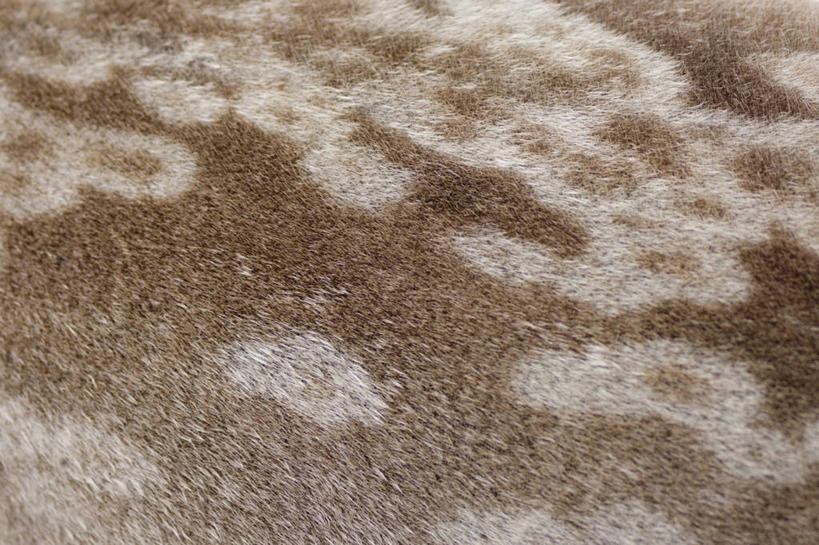 无人,横图,特写,北极,全球变暖,哺乳动物,海豹,野生动物,美国,捕食,自然,动物,摄影,环境,肌理,式样,设计,彩图,传统文化,环斑海豹