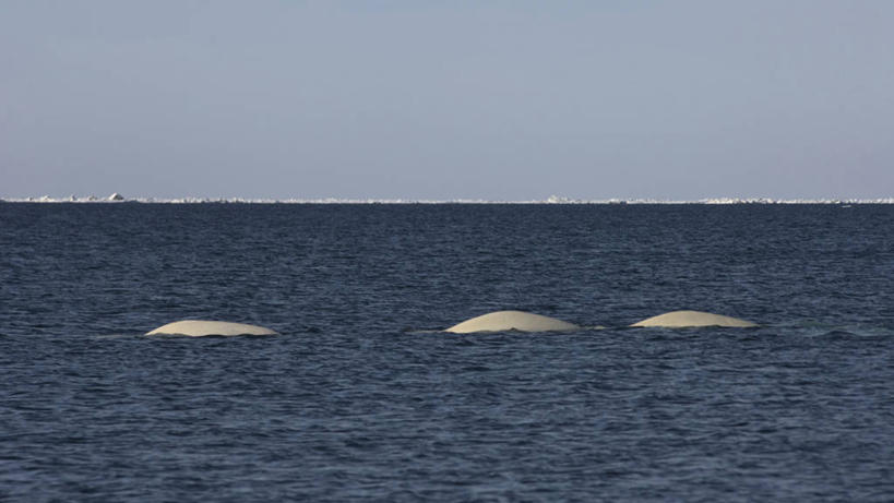 游泳,无人,横图,室外,北极,海洋,水,全球变暖,哺乳动物,野生动物,美国,三只,自然,动物,摄影,鲸,环境,迁徙,白鲸,海景,鲸类,彩图,旅行