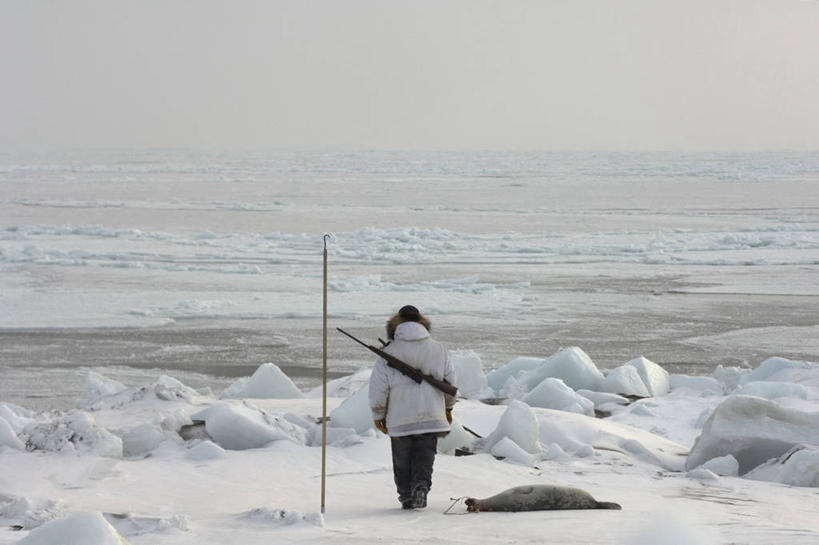 成年人,中年人,一个人,横图,室外,北极,水,全球变暖,哺乳动物,海豹,野生动物,美国,仅一个男性,仅一个人,仅一个中年男性,冰,食品,背面,自然,动物,浮冰,摄影,气象,环境,吊钩,气候,来福枪,猎人,因纽特人,男人,男性,中年男性,彩图,传统文化,环斑海豹,冰架