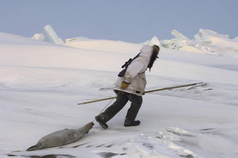 成年人,中年人,一个人,横图,室外,北极,全球变暖,哺乳动物,海豹,野生动物,美国,仅一个男性,仅一个人,仅一个中年男性,捕食,冰,食品,自然,动物,浮冰,摄影,气象,环境,吊钩,气候,因纽特人,男人,男性,中年男性,彩图,传统文化,环斑海豹,冰架