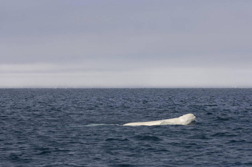 游泳,无人,横图,室外,留白,侧面,北极,水,全球变暖,哺乳动物,野生动物,美国,自然,动物,摄影,鲸,环境,迁徙,生物学,白鲸,鲸类,彩图,旅行