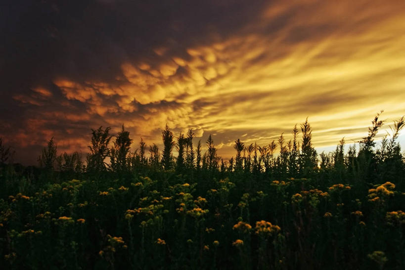 无人,横图,室外,白天,日落,暴风雨,美国,云,野花,天气,天空,摄影,怪异,内布拉斯加,彩图,乳状云