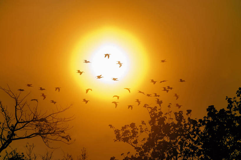 无人,横图,室外,白天,太阳,美国,许多,鸟类,很多,飞,树,摄影,北美,北美洲,美洲,剪影,白朱鹭,朱鹭,佛罗里达,佛罗里达州,迈阿密,佛州,阳光州,北亚美利加洲,亚美利加洲,彩图,美利坚合众国