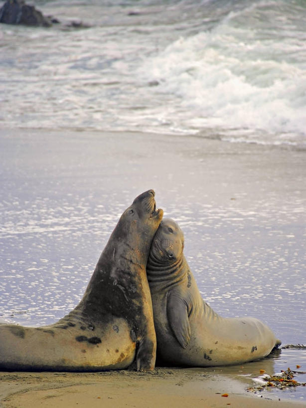 无人,竖图,室外,白天,竞争,海浪,美国,动物,两只,摄影,加利福尼亚,圣西蒙,海滩,彩图