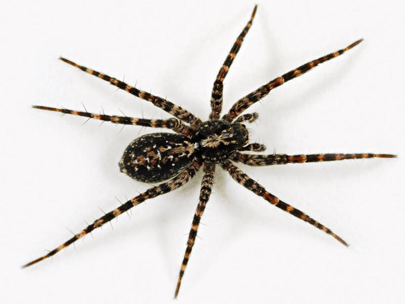 无人,横图,特写,白色背景,神秘,野生动物,欧洲,科学,捕食,蜘蛛,无脊椎动物,动物,摄影,影棚,生物学,摄影棚,节肢动物,狼蛛,彩图,影棚拍摄,拍摄,动物学