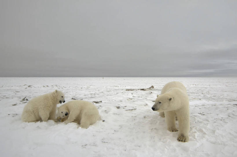 无人,横图,室外,白天,雪,全球变暖,北极熊,哺乳动物,野生动物,熊,美国,三只,捕食,冰,小熊,自然,动物,浮冰,摄影,环境,生物学,幼兽,国家野生动物保护区,濒危物种,彩图,弱点