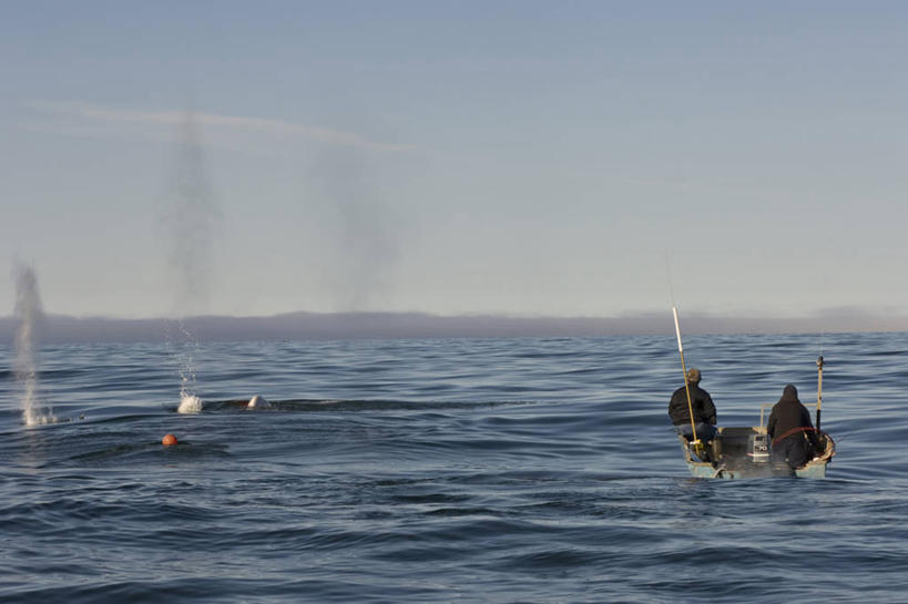 划艇,成年人,两个人,横图,室外,白天,北极,水,船,哺乳动物,野生动物,美国,捕食,食品,渔船,自然,动物,摄影,鲸,迁徙,暴力,白鲸,鲸类,因纽特人,男人,彩图,波弗特海,传统文化